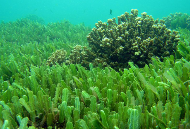 tảo biển