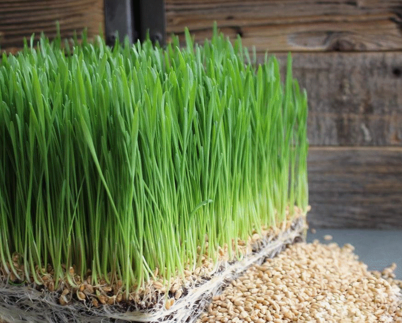 cỏ lúa mạch chứa diệp lục